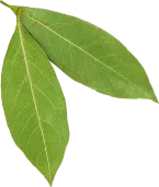 Bay Leaves