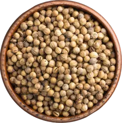 Coriander